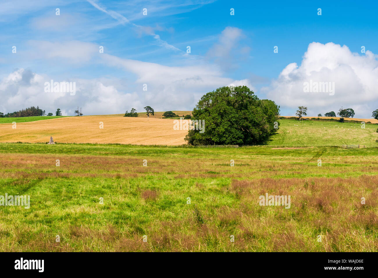 Rural Northumberland summer farming scene. Ingram valley and Powburn