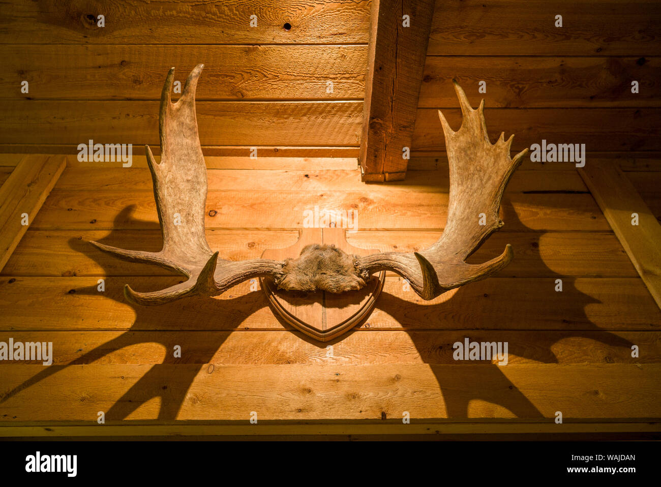 Canada, Quebec, Ste-Rose-du-Nord. Cap au Leste, fjord-side wilderness lodge, interior, moose antlers Stock Photo