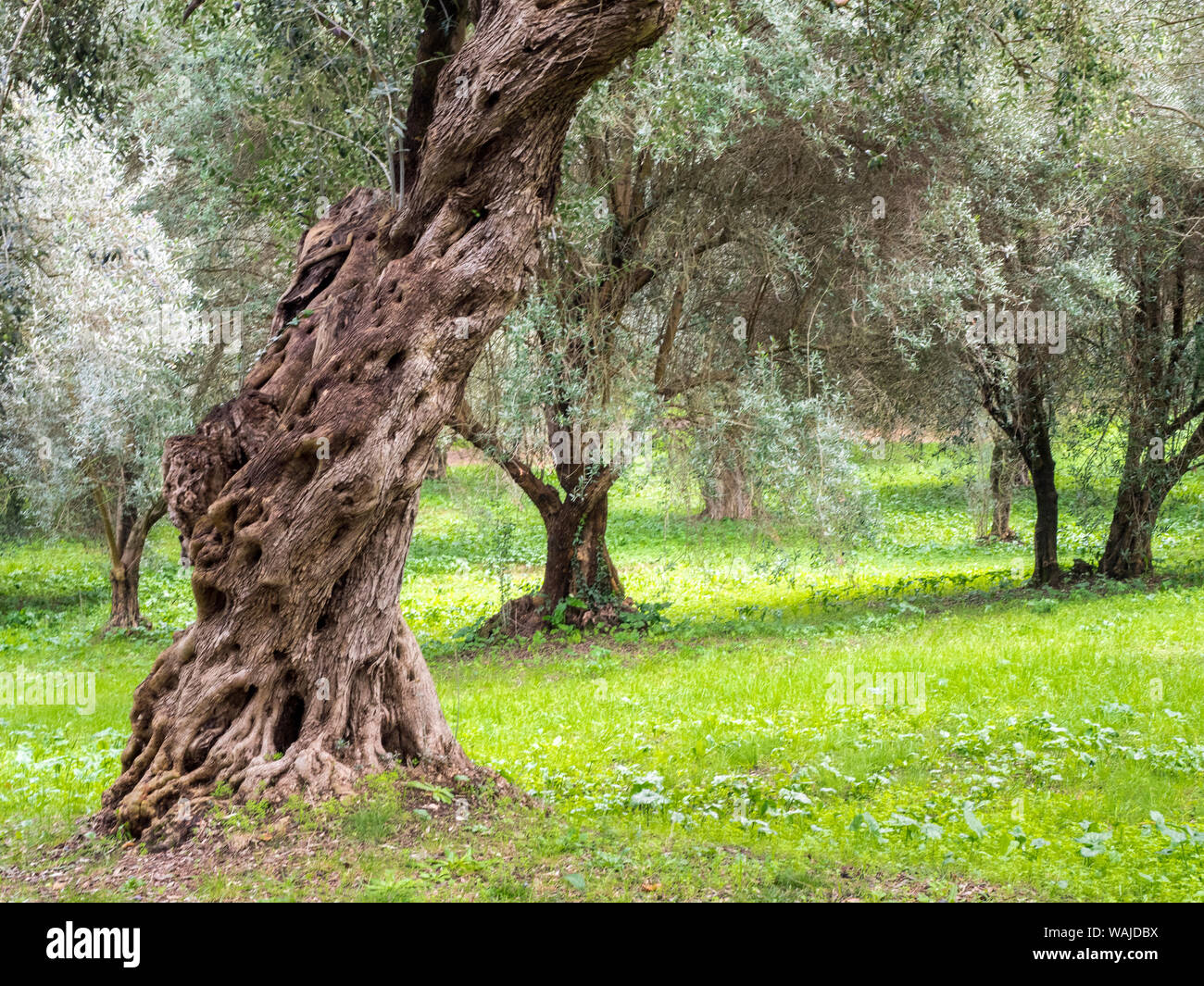 Old Mediterranean olive trees. The botanical name Olea europaea, meaning 'European olive', is a species of small tree in the family Oleaceae. Stock Photo