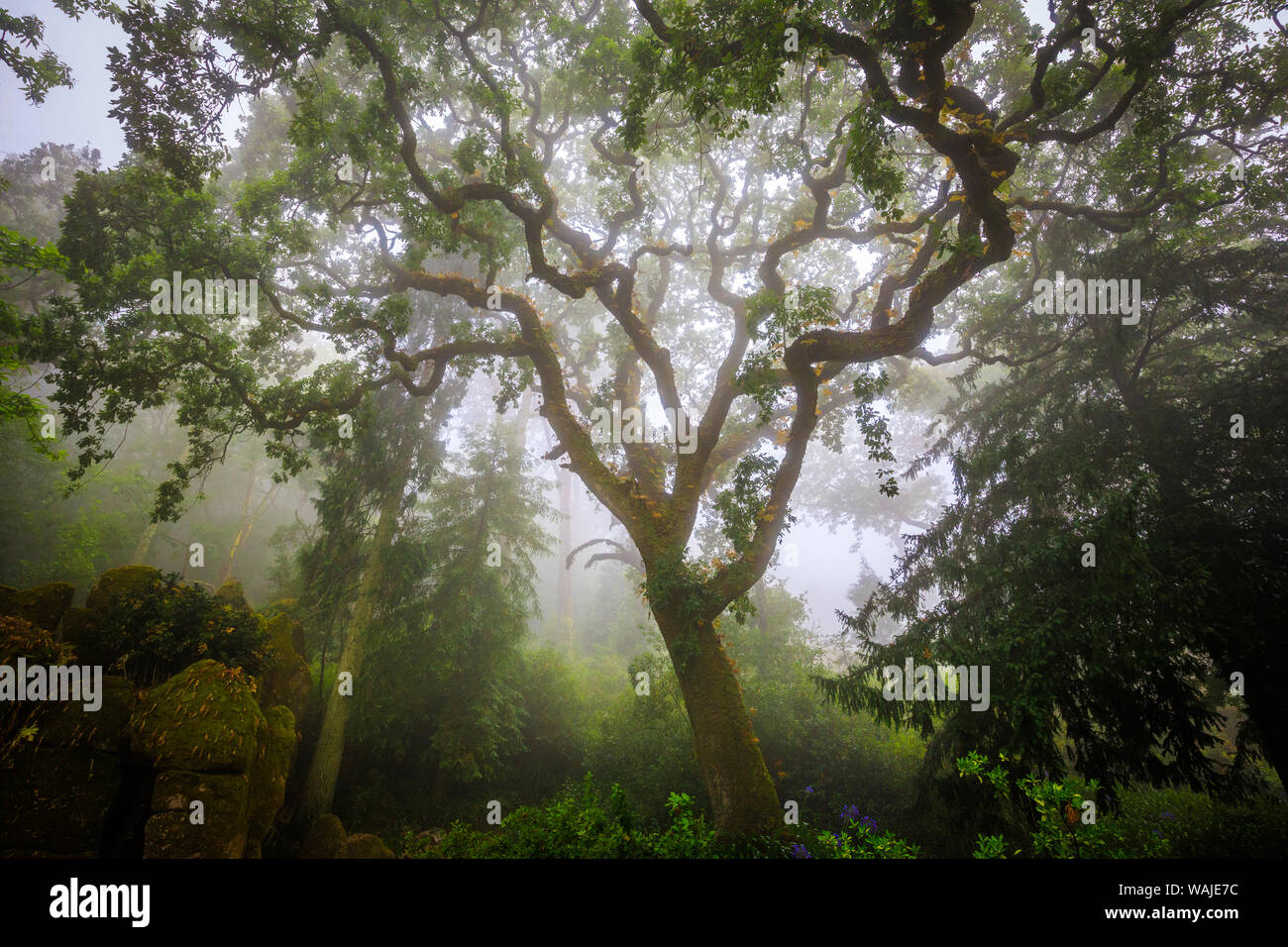 Europe, Portugal, Sintra. Forest in fog. Credit as: Jim Nilsen / Jaynes Gallery / DanitaDelimont.com Stock Photo