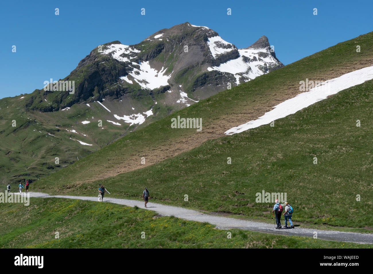 Switzerland, Bernese Oberland. Hikers walking the path to Bachalpsee on a sunny day. (Editorial Use Only) Stock Photo