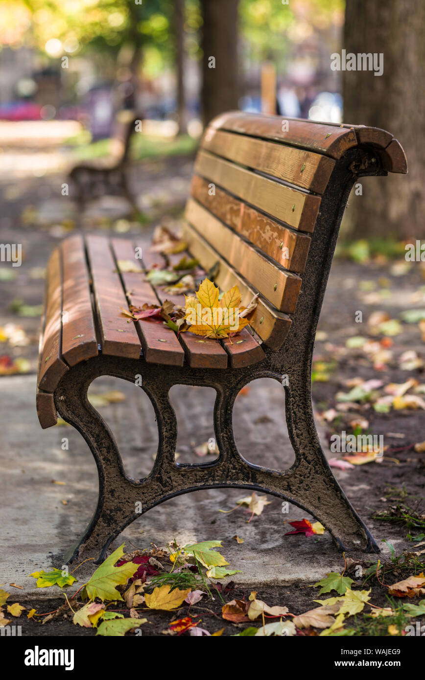 Canada, Quebec, Montreal. Carre St-Louis square, park bench Stock Photo
