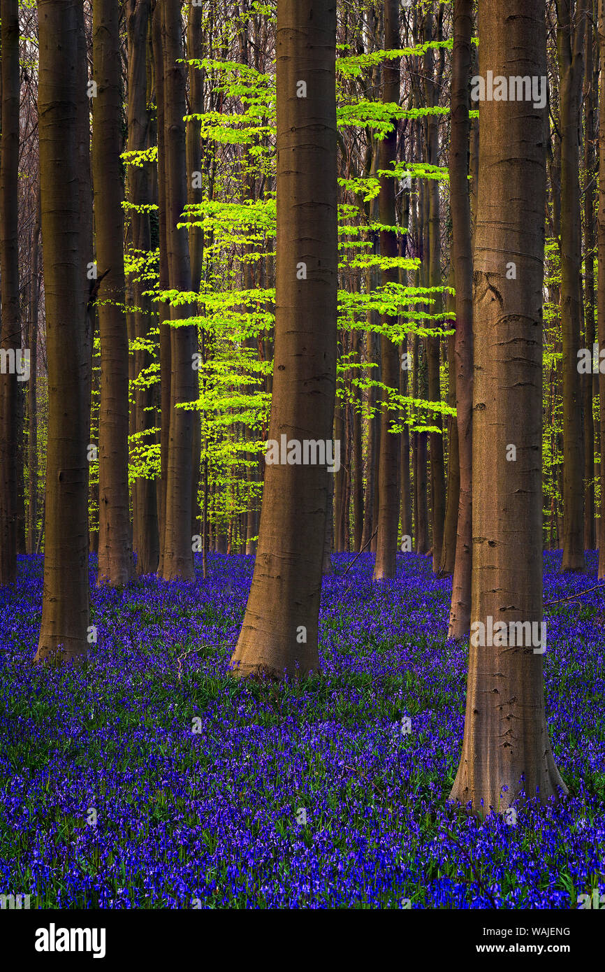 Belgium. Hallerbos Forest with trees and bluebells. Credit as: Jim Nilsen / Jaynes Gallery / DanitaDelimont.com Stock Photo
