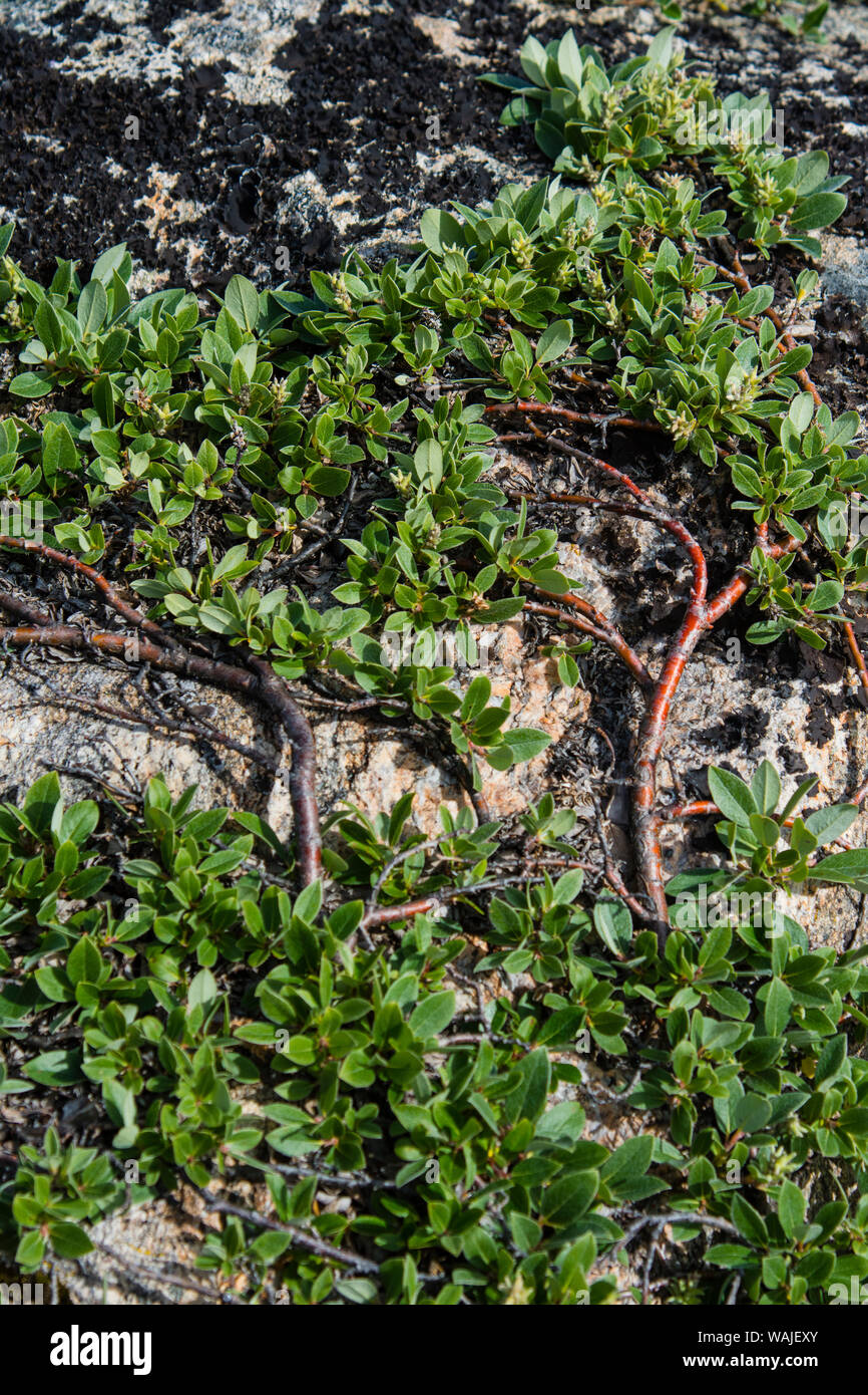 Greenland. Itilleq. Dwarf willow (Salix herbacea) climbing up a rock. Stock Photo