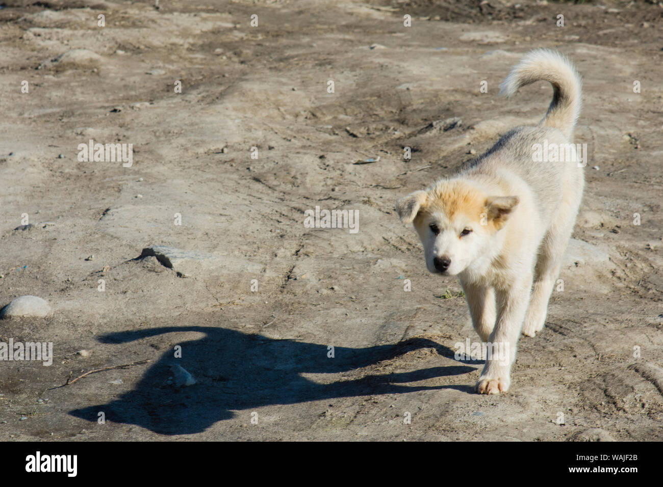 Greenland. Ilulissat. Friendly sled dog puppy. Stock Photo