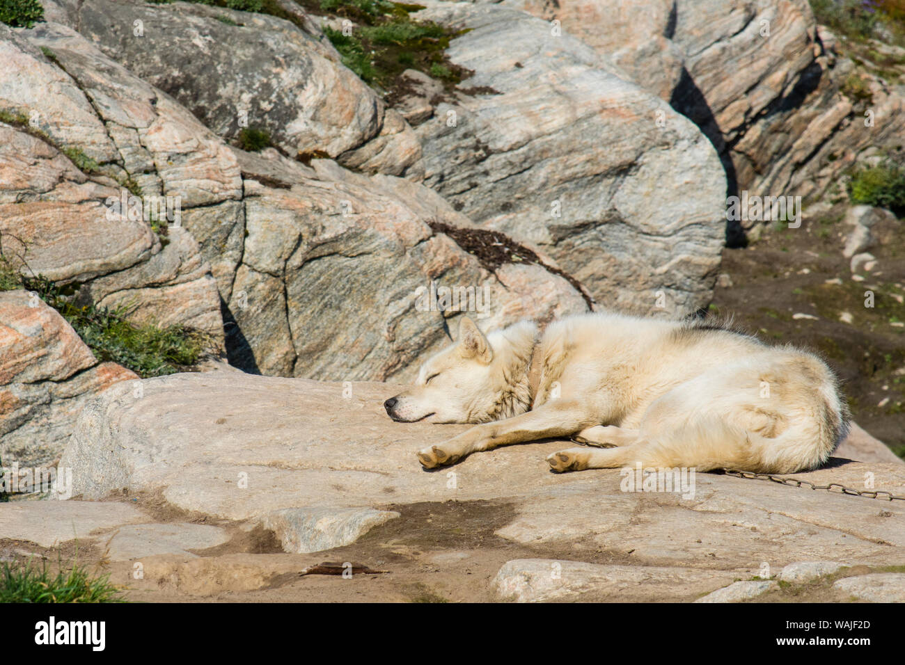 Greenland. Ilulissat. Sled dog sleeping in the sun. Stock Photo