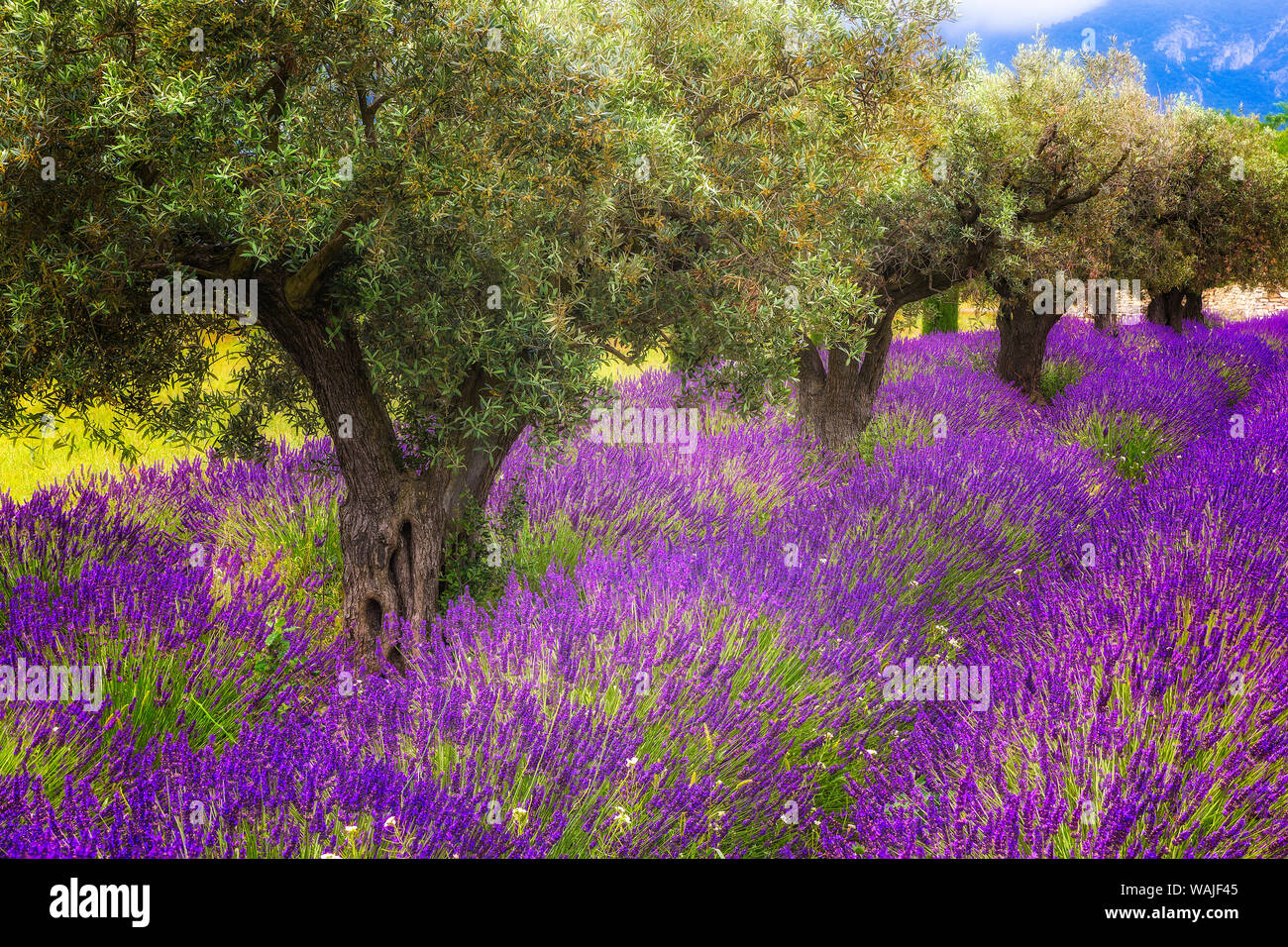 Europe, France, Provence, Luberon. Lavender and olive trees. Credit as: Jim Nilsen / Jaynes Gallery / DanitaDelimont.com Stock Photo