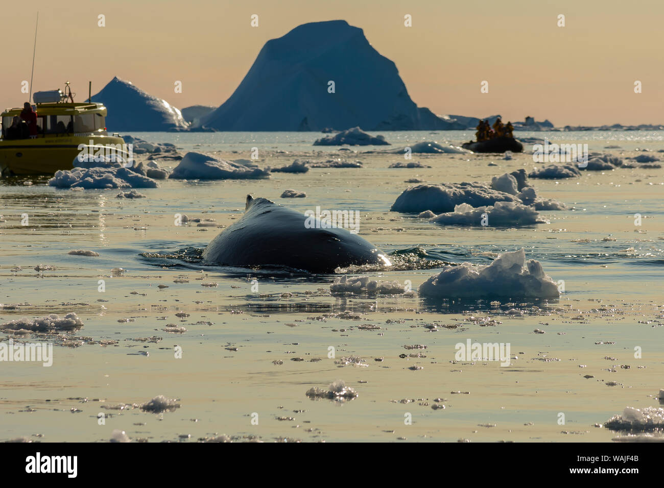 Greenland. Ilulissat. Humpback whale watching in the Icefjord. Stock Photo