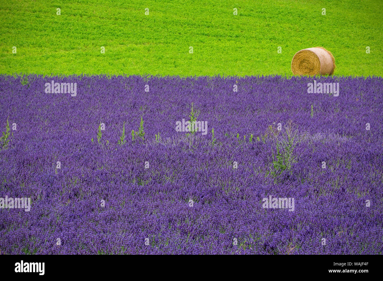 Europe, France, Provence. Farm field with lavender and hay bale. Credit as: Jim Nilsen / Jaynes Gallery / DanitaDelimont.com Stock Photo