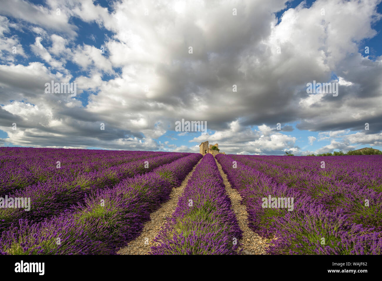 France, Provence, Valensole Plateau. Lavender rows and stone building ruin. Credit as: Jim Nilsen / Jaynes Gallery / DanitaDelimont.com Stock Photo