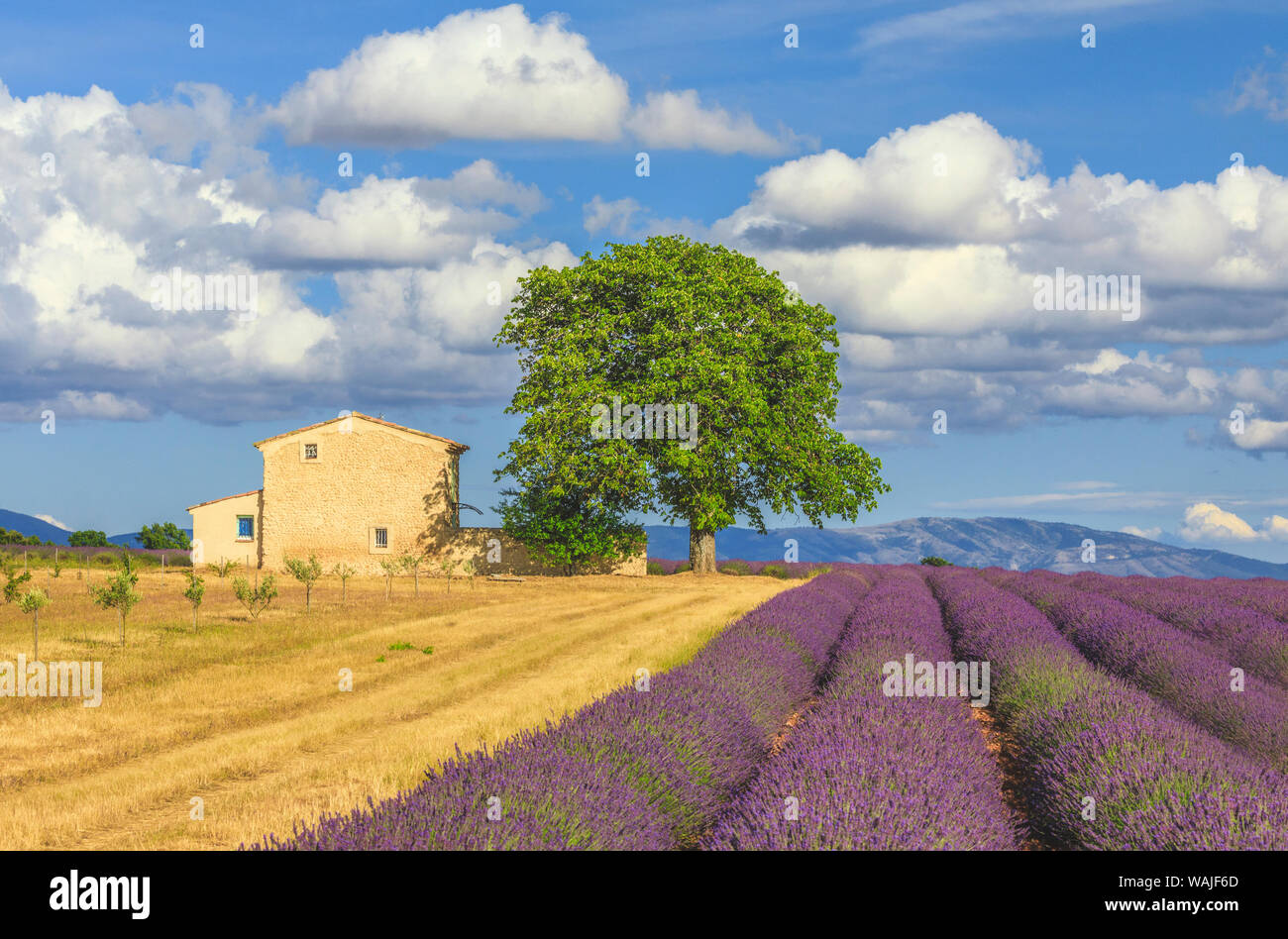 France, Provence, Valensole Plateau. Lavender rows and farmhouse. Credit as: Jim Nilsen / Jaynes Gallery / DanitaDelimont.com Stock Photo