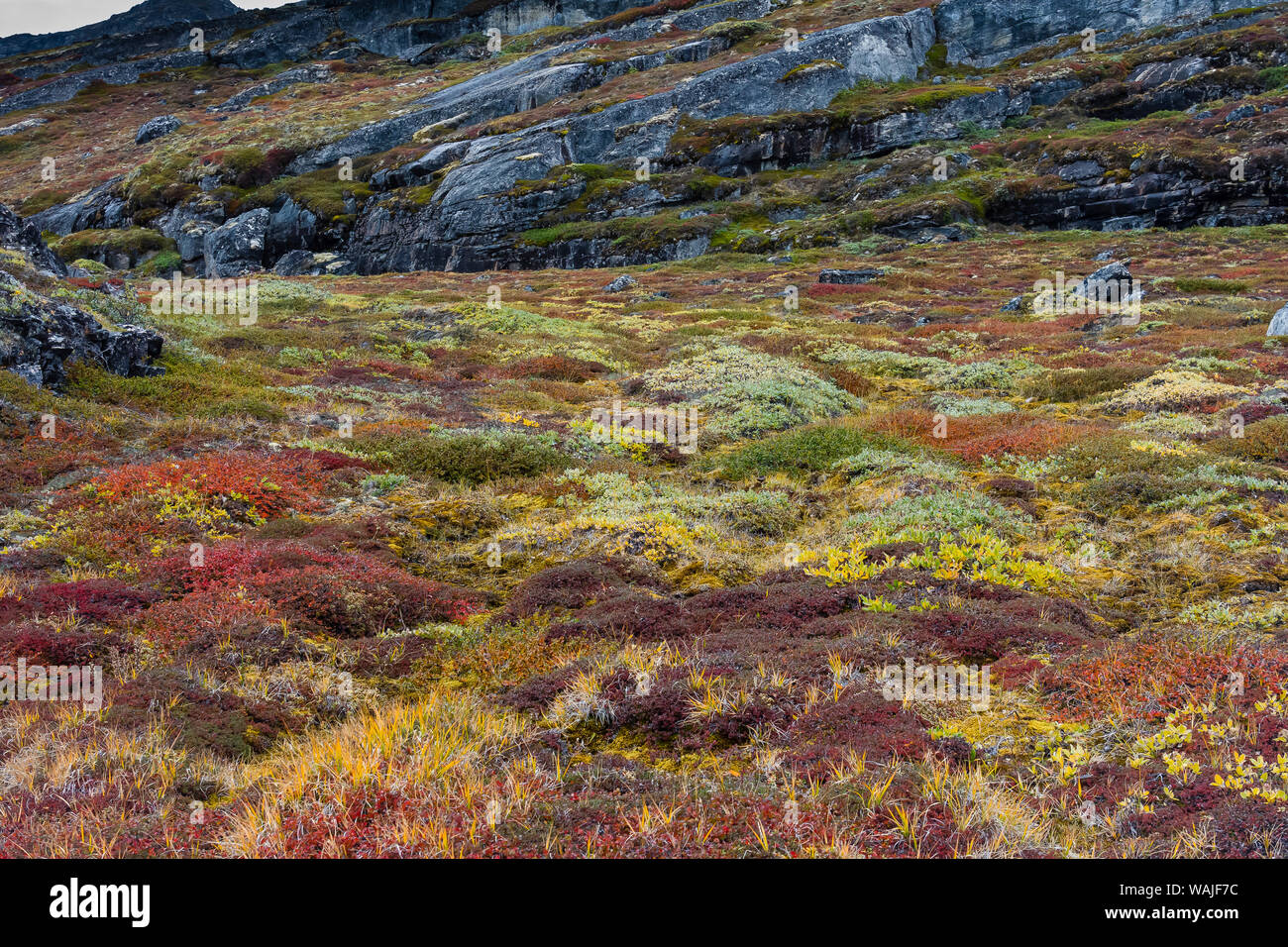 Greenland. Eqip Sermia. Greenlandic forest of dwarf trees and other