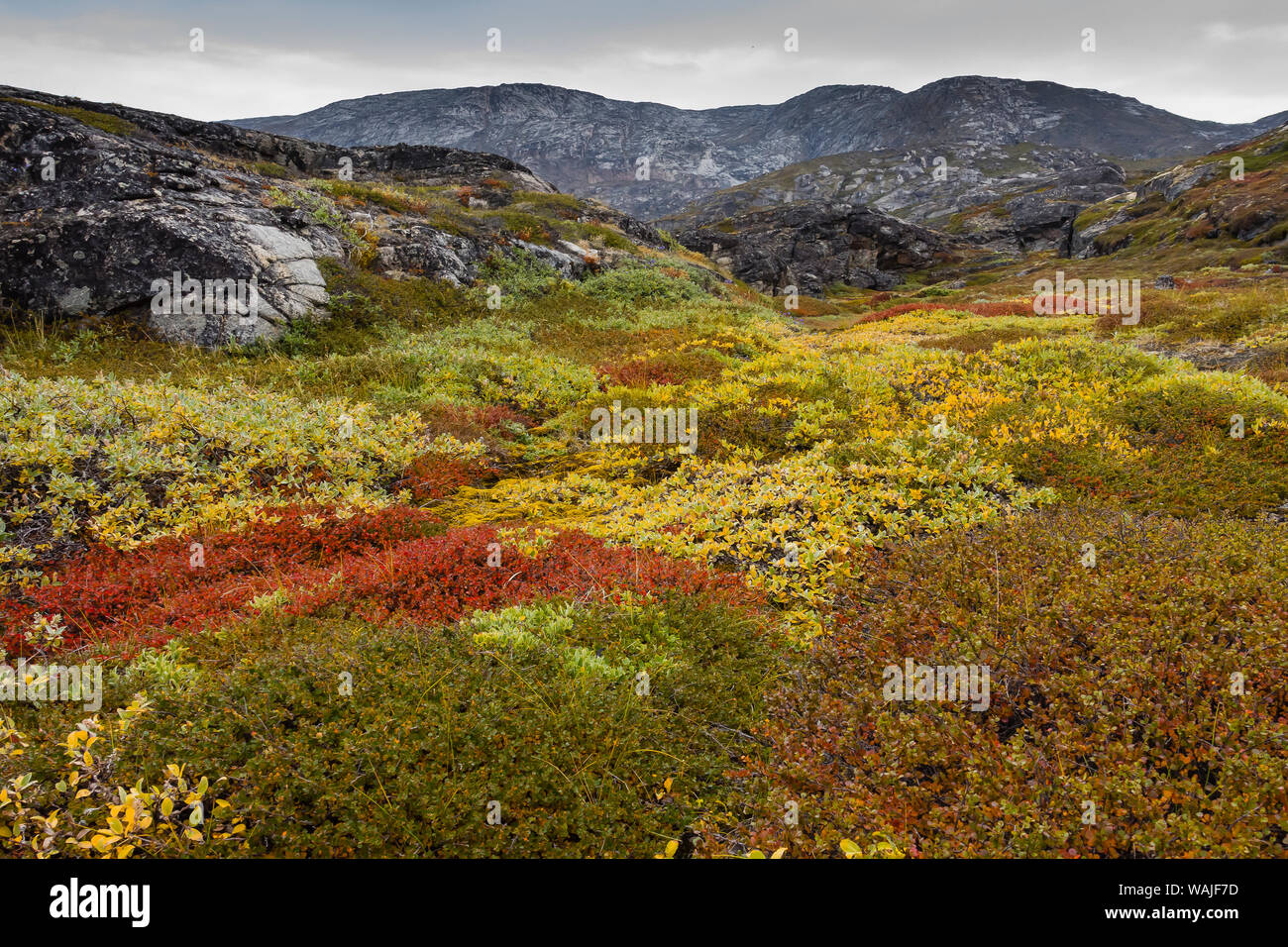 Dwarf trees hires stock photography and images Alamy