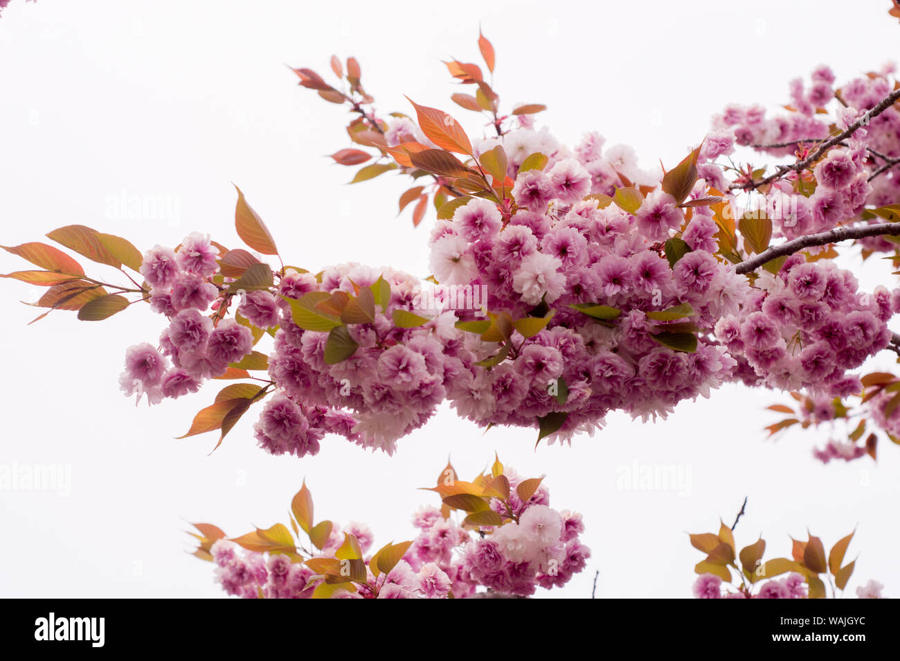 Sakura no hana hi-res stock photography and images - Alamy