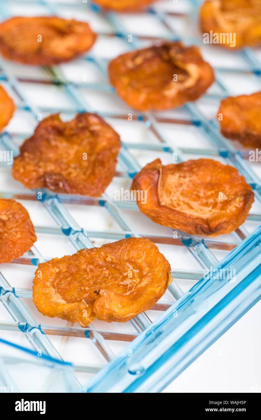 Dehydrator tray of homemade dried apricots, ready to be eaten. The holes in the tray allow the air to circulate freely and assure all fruit is dried evenly. (PR) Stock Photo