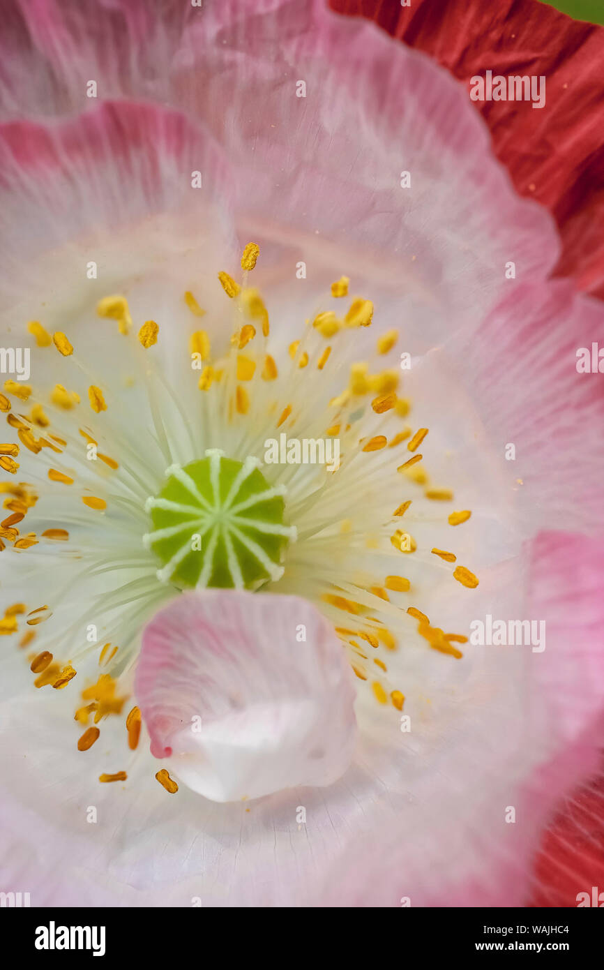 White poppy abstract hi-res stock photography and images - Alamy