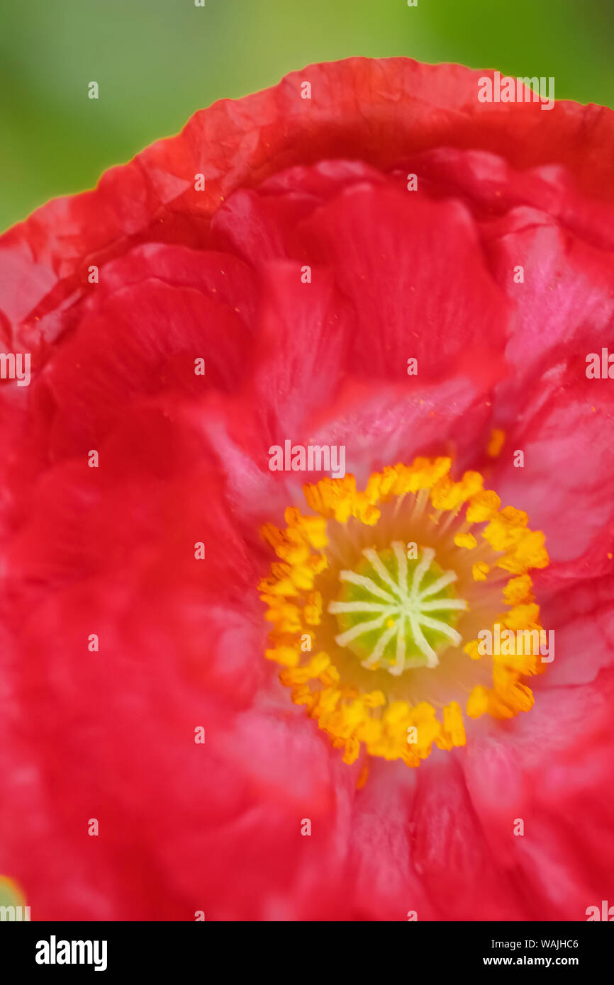 Poppy close up full frame hi-res stock photography and images - Alamy