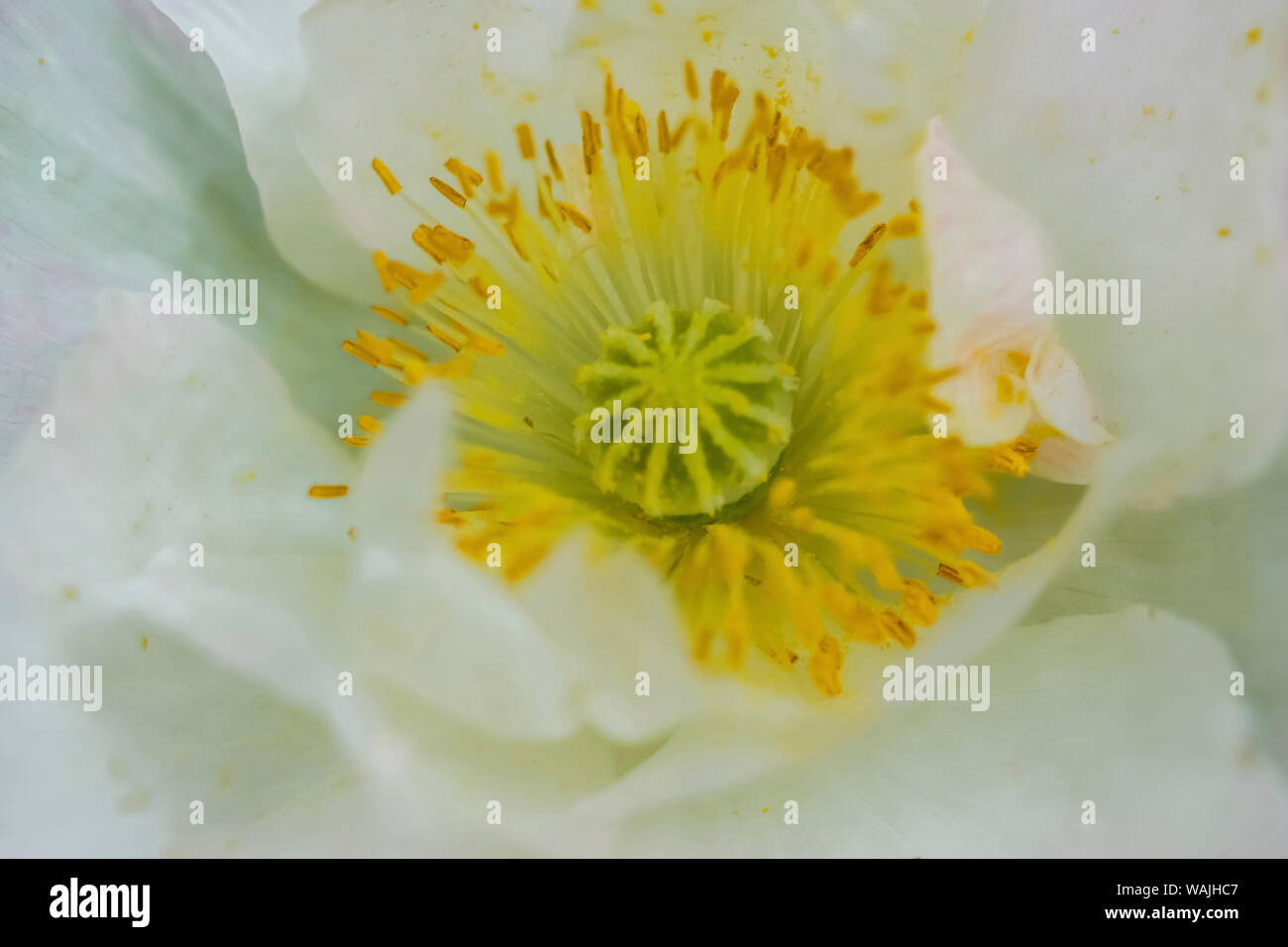 White poppy abstract hi-res stock photography and images - Alamy