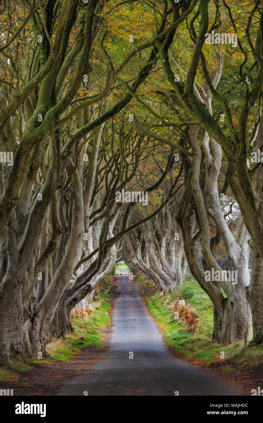 The Dark Hedges in County Antrim, Northern Ireland Stock Photo