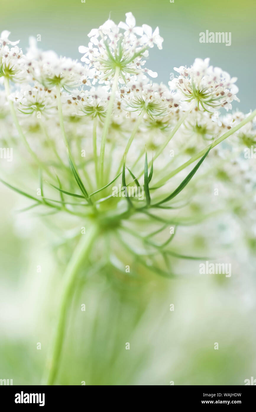 Queen Anne's lace flower Stock Photo Alamy