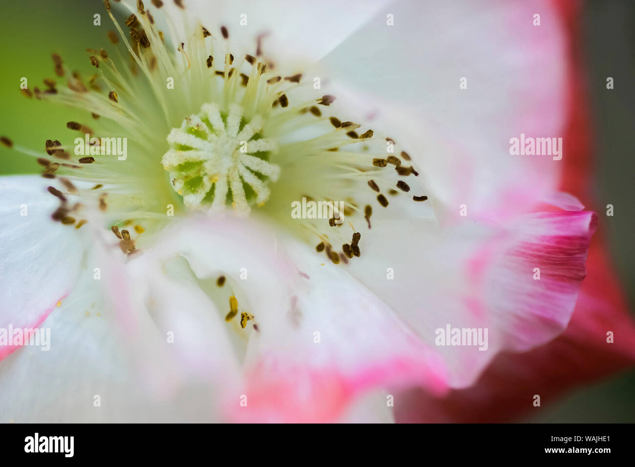 White poppy abstract hi-res stock photography and images - Alamy