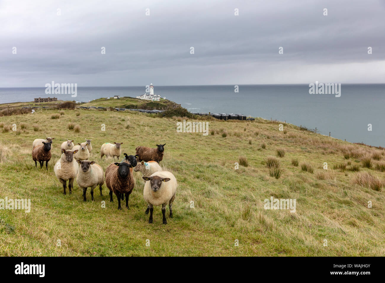 Sheep flock at Fanad Head in County Donegal, Ireland Stock Photo
