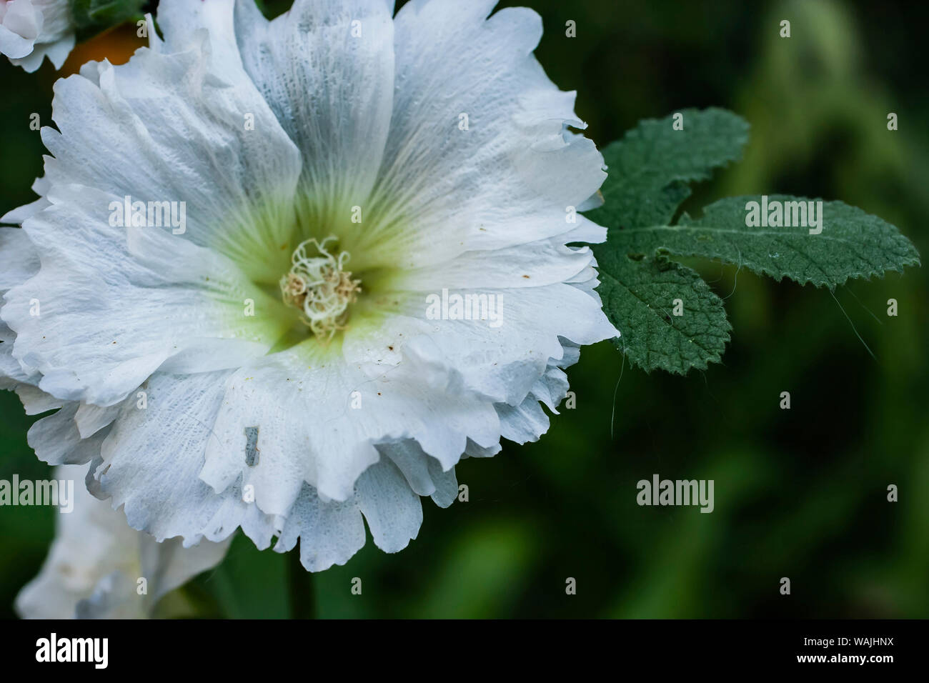 White Hollyhock High Resolution Stock Photography and Images - Alamy