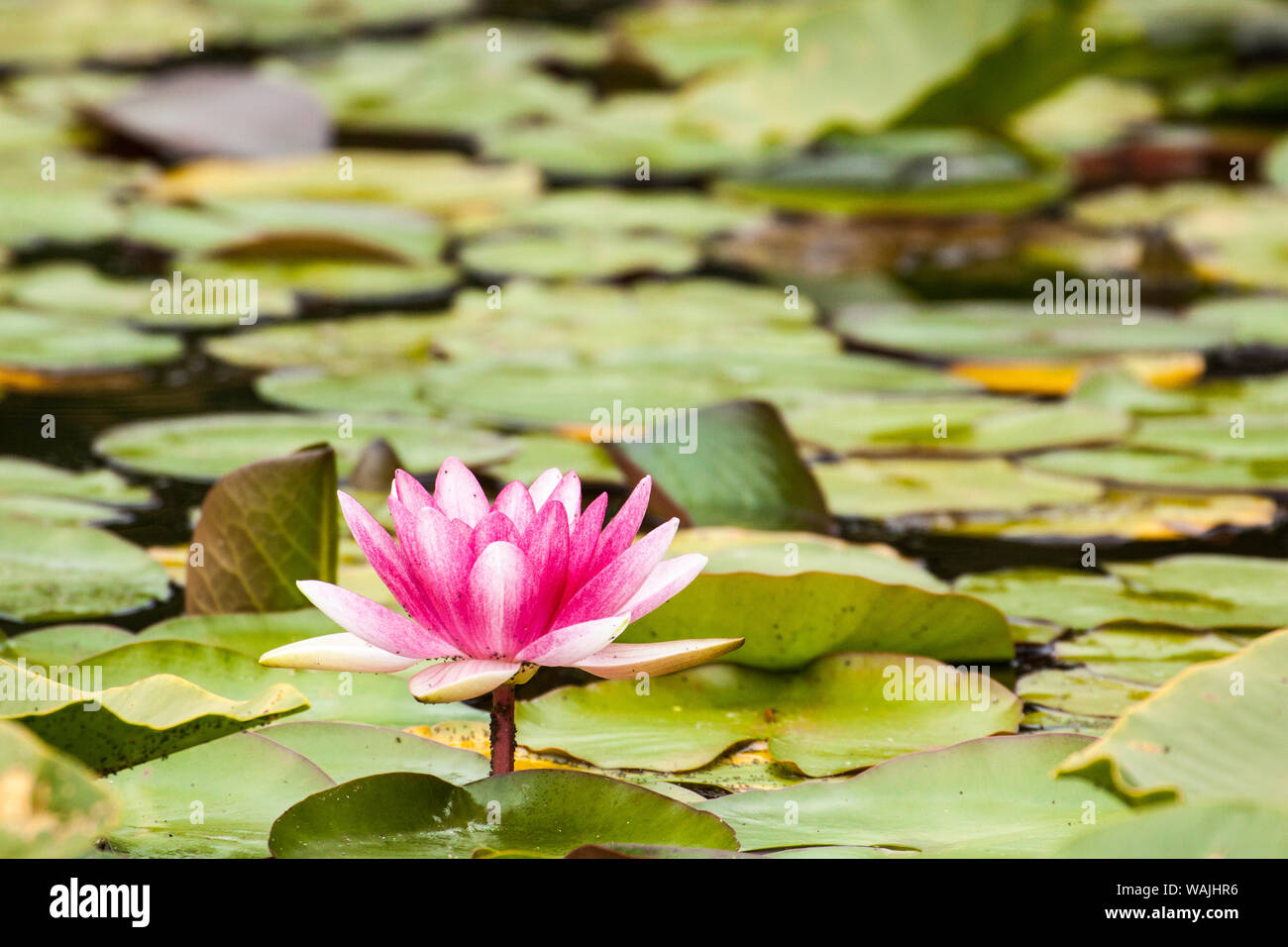 Water lilies blooming and lily pads in a pond. Stock Photo