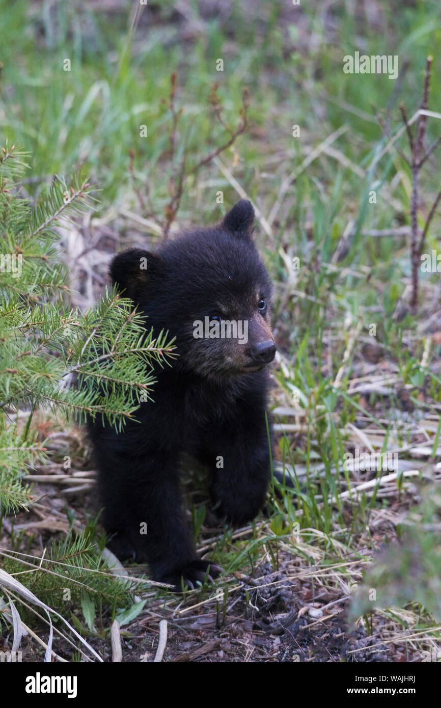 Black bear cub hi-res stock photography and images - Alamy