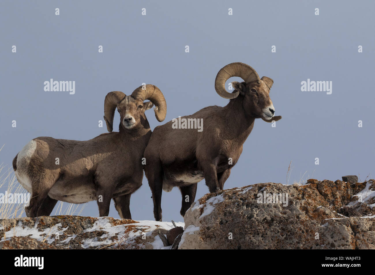 Rocky mountain bighorn sheep hi-res stock photography and images - Alamy