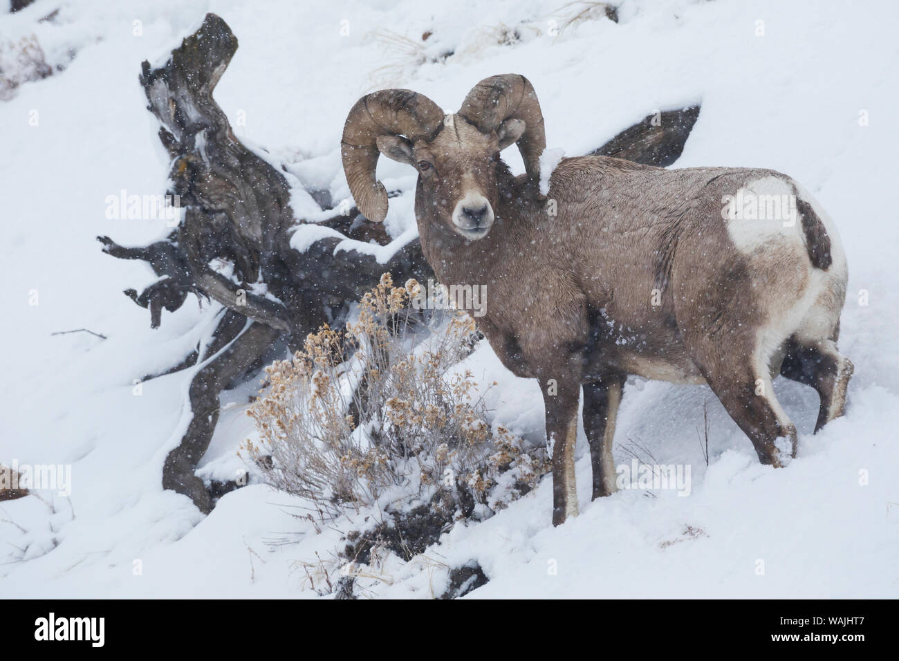 Bighorn sheep ram, winter storm Stock Photo - Alamy