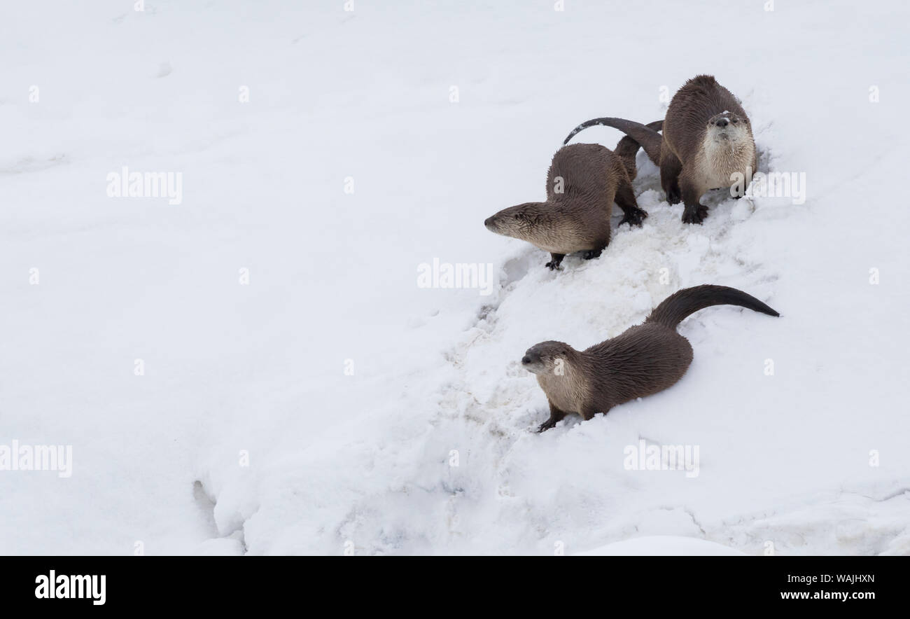 River otter family Stock Photo