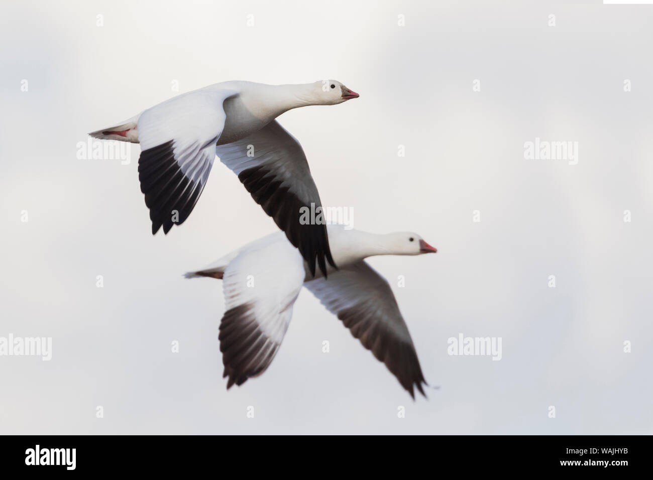 Ross's geese Stock Photo