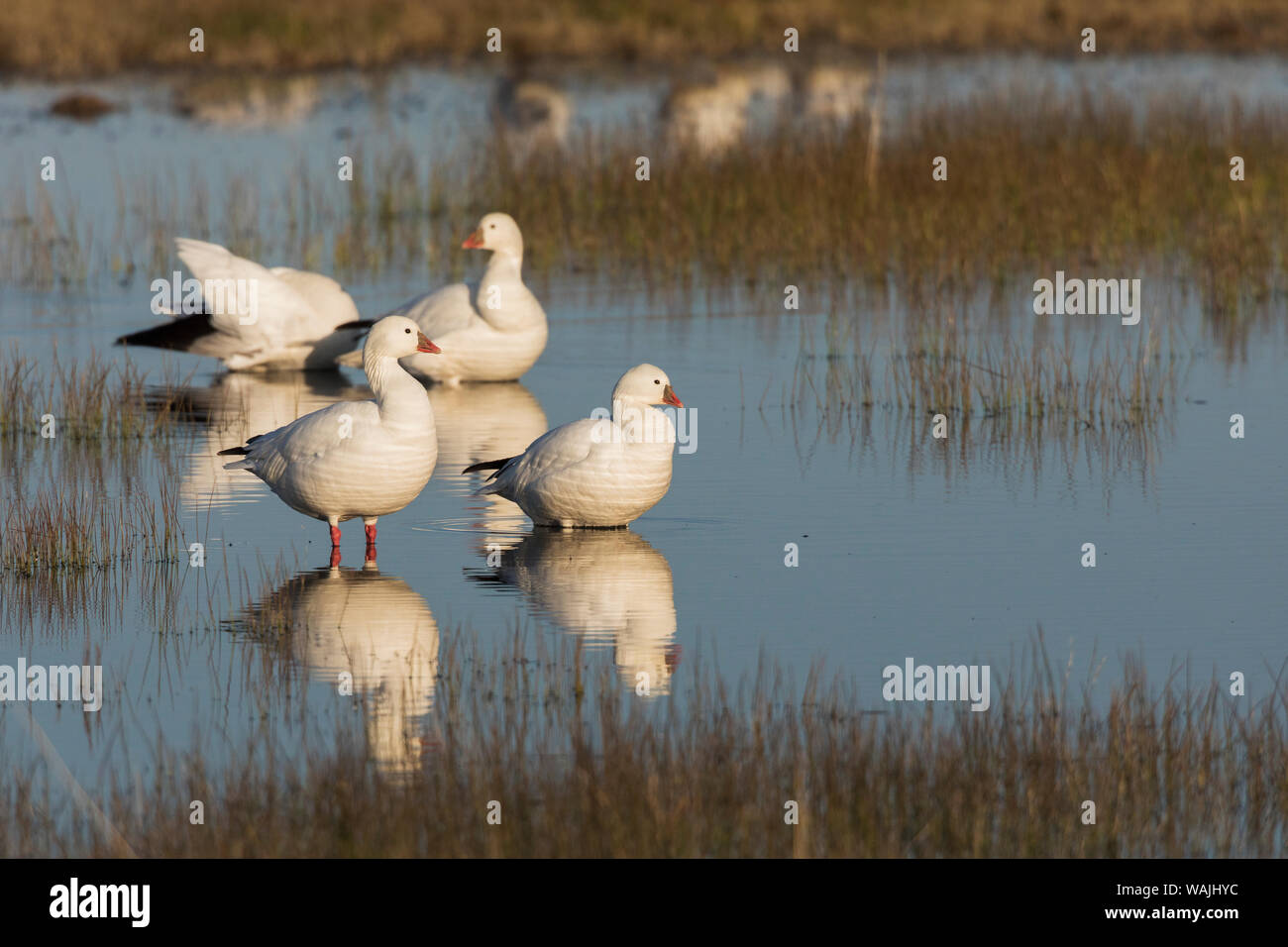Ross's geese Stock Photo