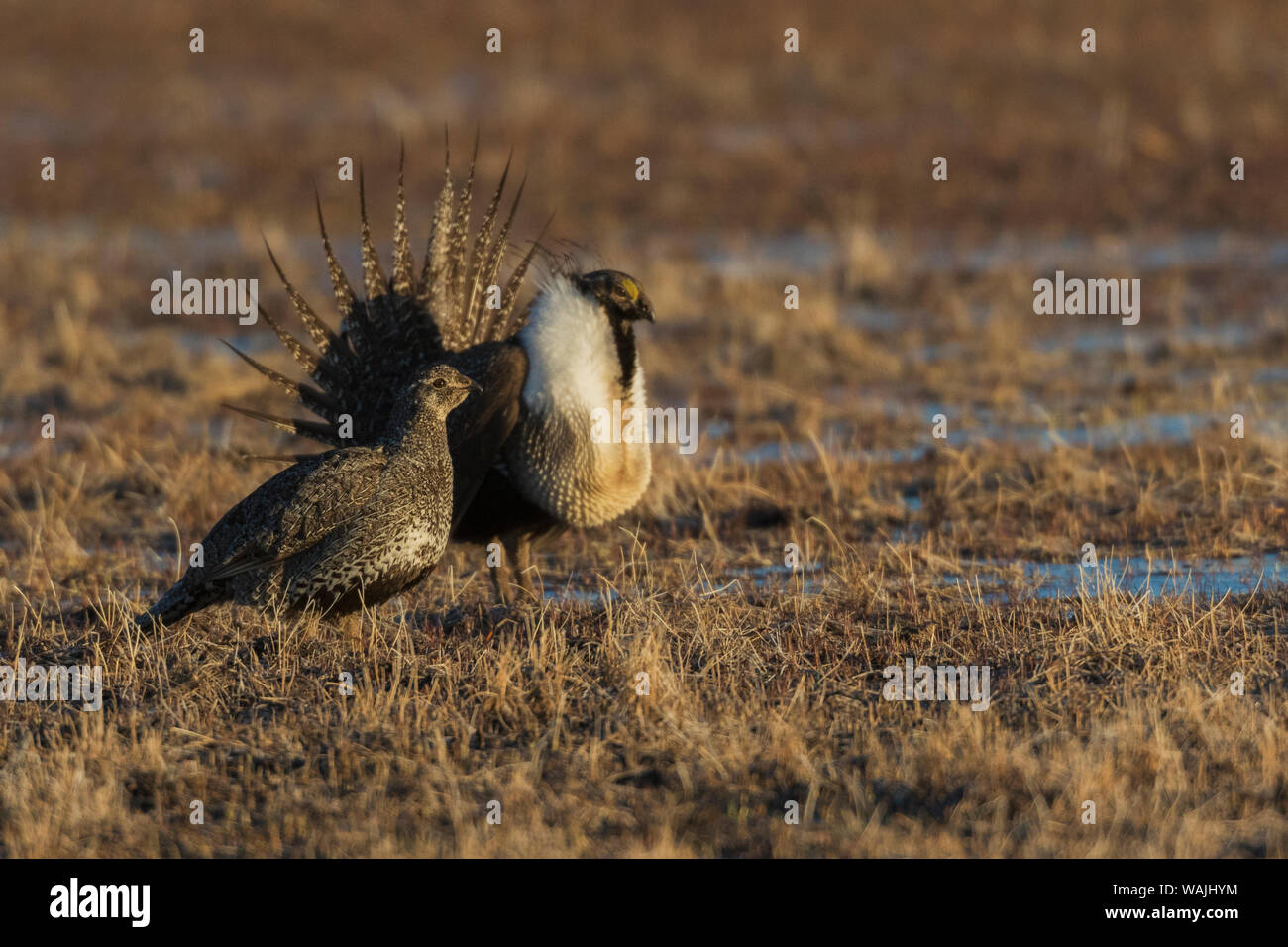 Sage hen hires stock photography and images Alamy
