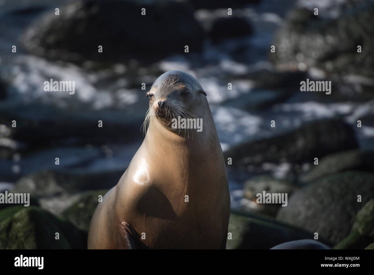 Portrait of a Sea Lion, perched on a rock Stock Photo