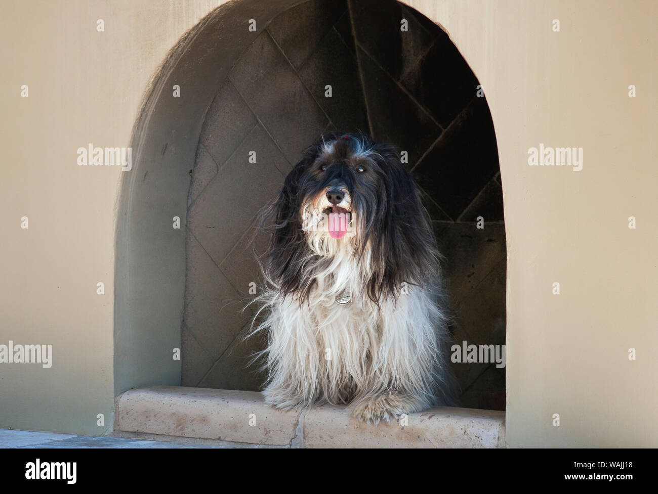 Havanese dog (PR) Stock Photo