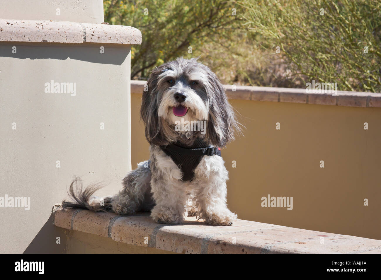 Havanese hotsell therapy dog