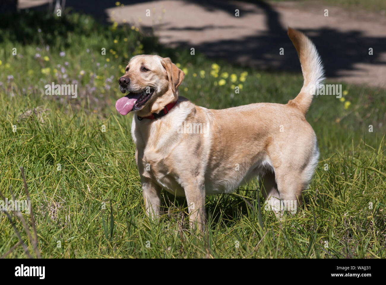 Labrador sees something of interest (PR) Stock Photo