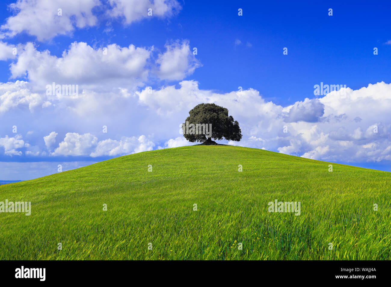 Europe, Italy, Tuscany. Tree in field on hilltop. Credit as: Jim Nilsen / Jaynes Gallery / DanitaDelimont.com Stock Photo