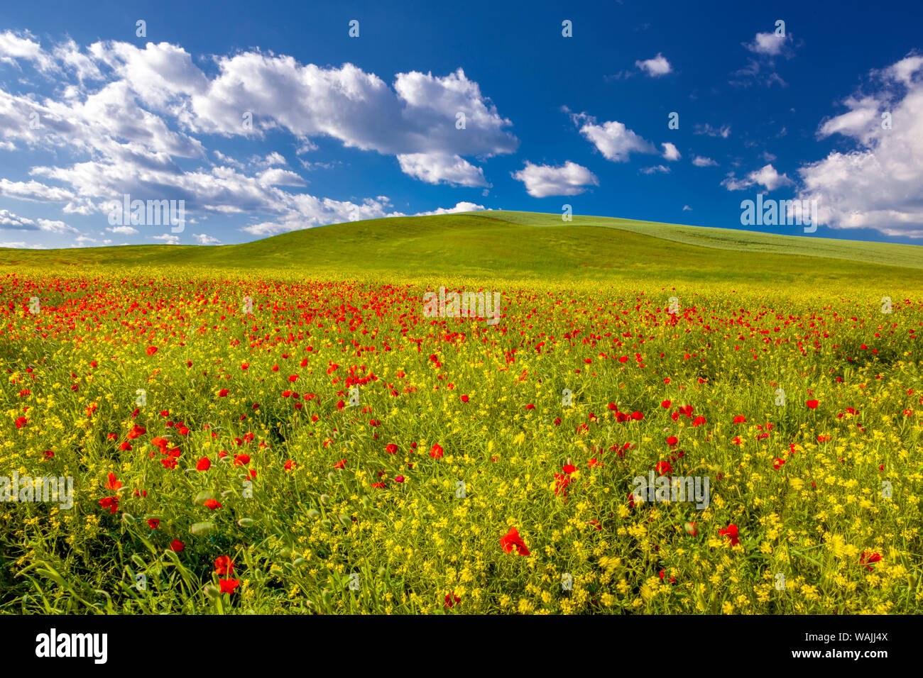 Europe, Italy, Val d' Orcia. poppies and rapeseed Credit as: Jim Nilsen / Jaynes Gallery / DanitaDelimont.com Stock Photo