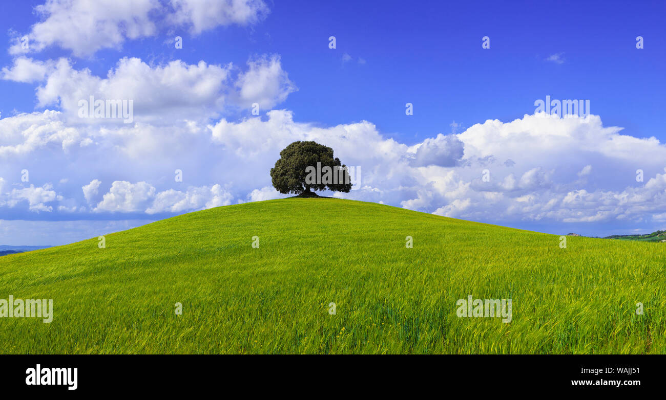 Europe, Italy, Tuscany. Tree in field on hilltop. Credit as: Jim Nilsen / Jaynes Gallery / DanitaDelimont.com Stock Photo