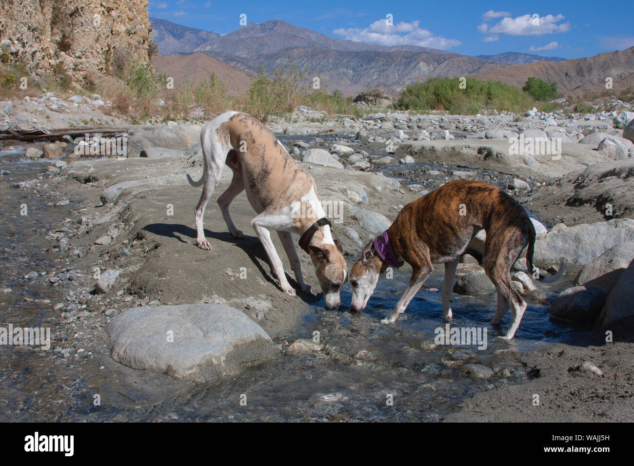 Two Whippets interested in water (PR) Stock Photo