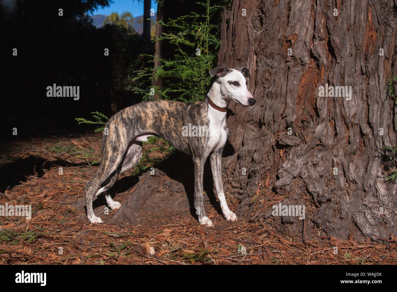 Whippet standing by Redwood Tree (PR) Stock Photo