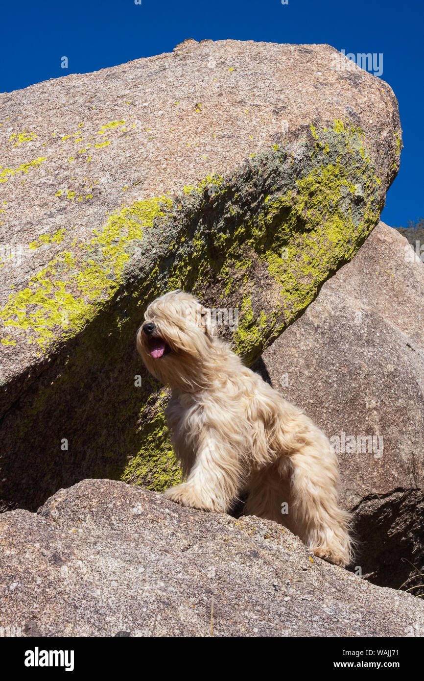 Wheaten Terrier standing on boulders (PR) Stock Photo