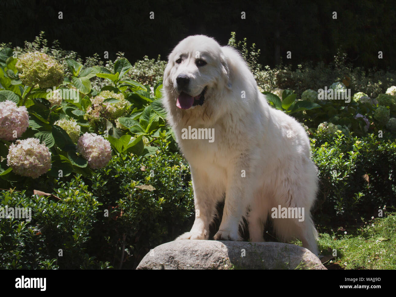 Great Pyrenees in a garden. Stock Photo