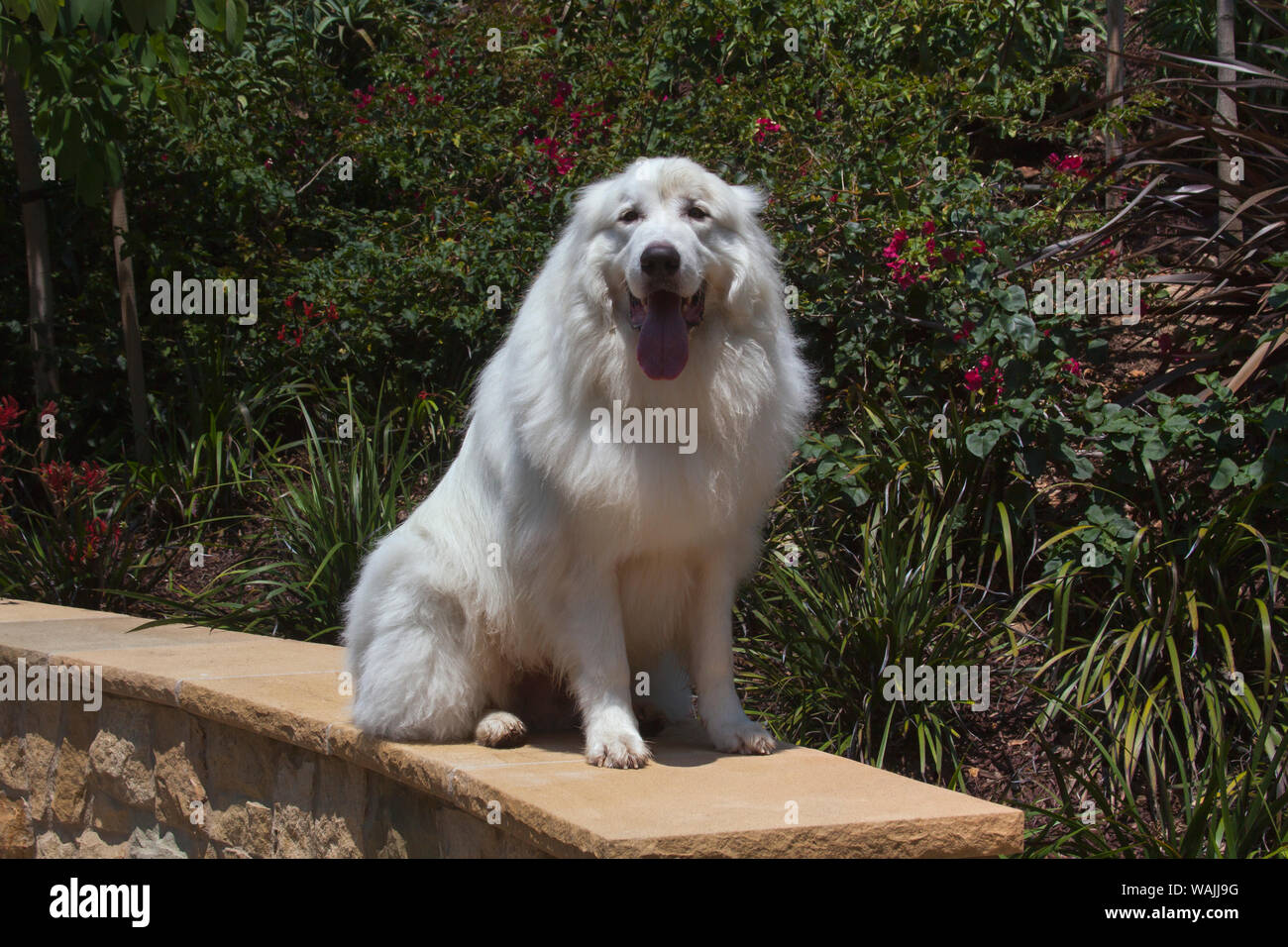 Great Pyrenees in a garden. Stock Photo