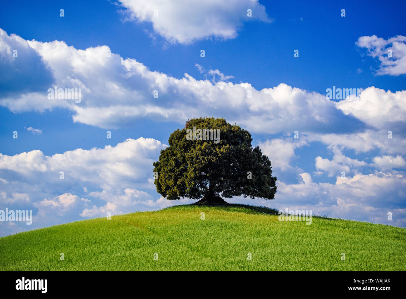 Italy, Tuscany, Val d'Orcia. Tree on hilltop. Credit as: Jim Nilsen / Jaynes Gallery / DanitaDelimont.com Stock Photo