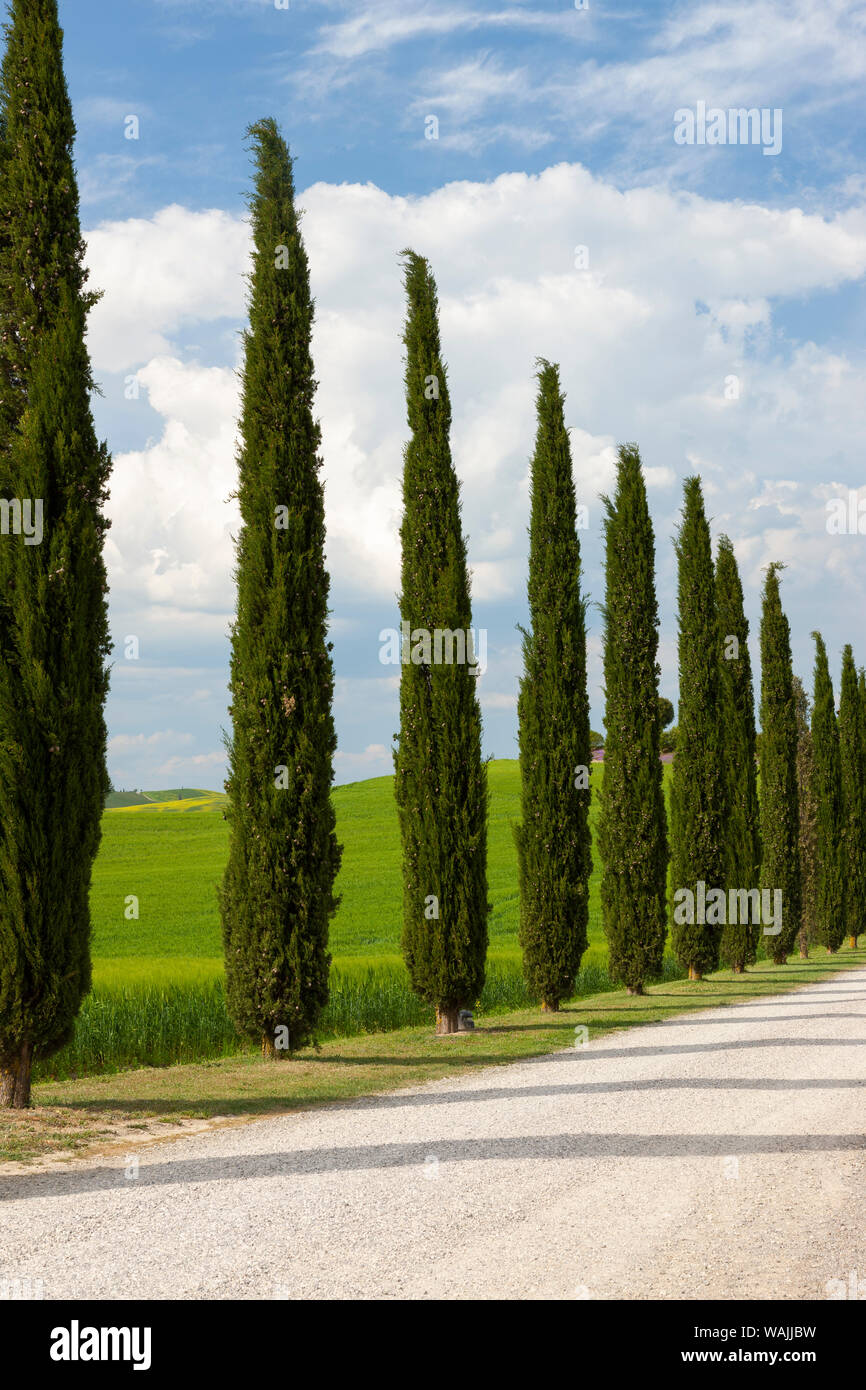 Trees Along A Driveway High Resolution Stock Photography And Images Alamy