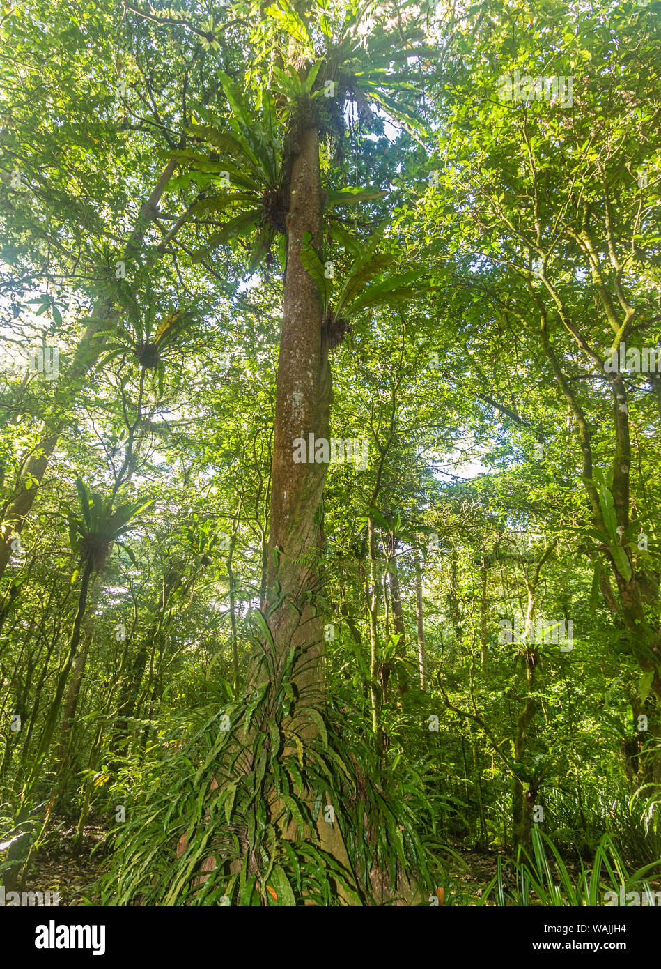 Kosrae, Micronesia. Ka tree covered with ferns in Yela, a protected ka forest. The trees, which can grow to 80 feet with a 30 foot wide buttress at the base, are found only on Kosrae and Pohnpei. Stock Photo